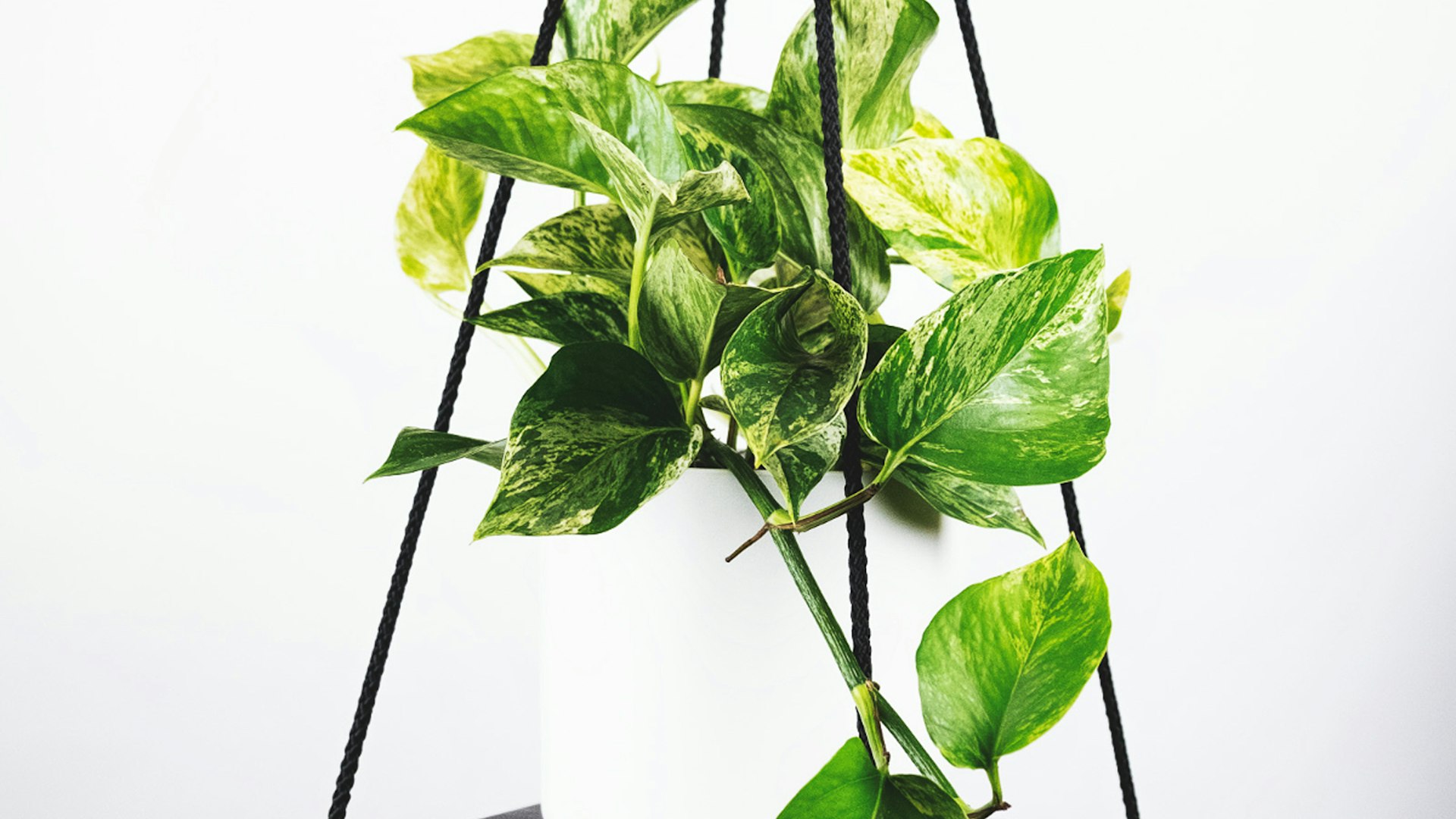 2026年国际足联世界杯官方标志