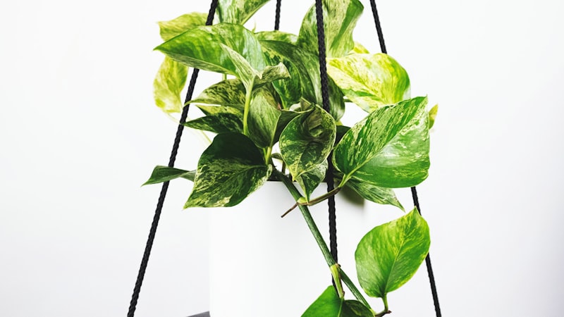 2026年世界杯官方新款足球特写，球面带有独特的北美文化图案